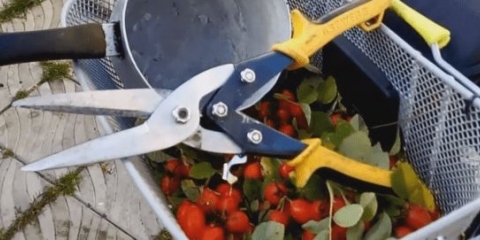 Kada i kako sakupljati divlju ružu za sušenje za zimu